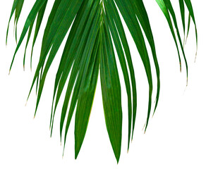 Green leaves pattern,tropical palm leaf isolated