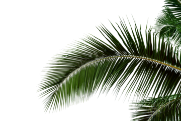 leaf coconut tree isolated