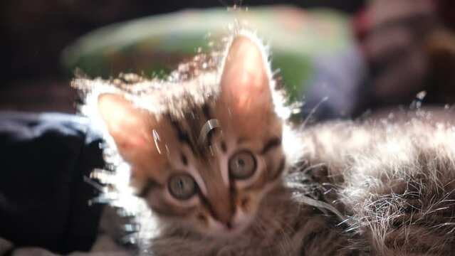 Close-up portrait of cute, furry cat, looking at camera and around. Little kitten in soft  morning sunshine