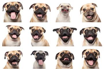 Poster Collage set of dogs portraits with different emotions. White background. funny dog face expression © Yulia