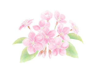 水彩の桜1