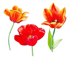 Hand drawn set with watercolor tulips in red and orange tones