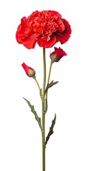 Red Carnation isolated on white background.