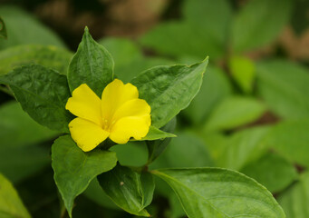 yellow wildflower with leaves