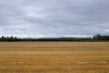 Autumn landscape, spacious fields with dense and bright grass