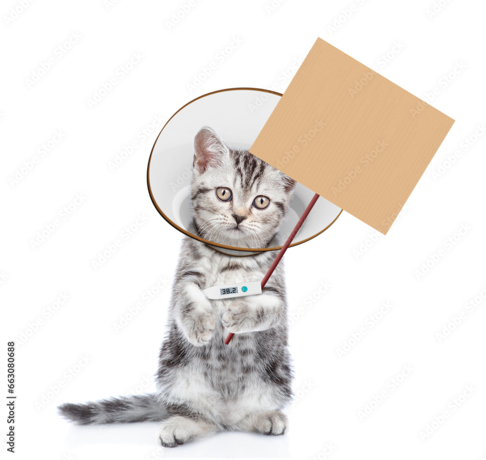 Poster cute tabby kitten with thermometer and protective cone collar on her neck showing empty placard. iso
