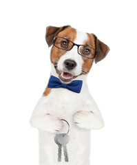 Jack russell terrier puppy wearing tie bow and eyeglasses holds in his paw keys to a new apartment. Isolated on white background