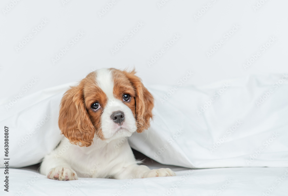 Poster cavalier king charles spaniel lying under white blanket on a bed at home. empty space for text
