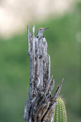 Gilded Flicker (Colaptes chrysoides) perching on a tree in baja california sur, mexico