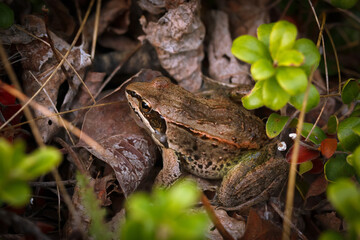 Wood frog with a brown camouflage in fallen leaves among branches.