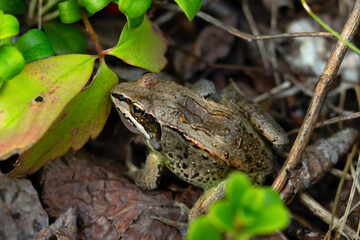 Wood frog with a brown camouflage in fallen leaves among branches.
