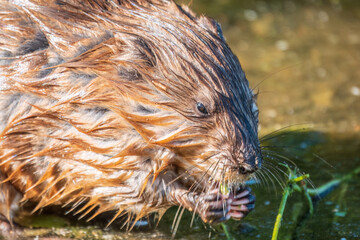 Wild animal Muskrat, Ondatra zibethicuseats, eats on the river bank