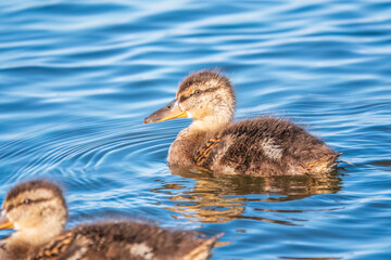 Cute little duckling swimming alone in a lake or river with calm water
