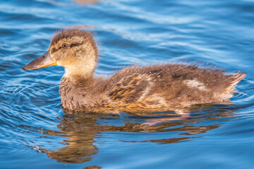 Cute little duckling swimming alone in a lake or river with calm water