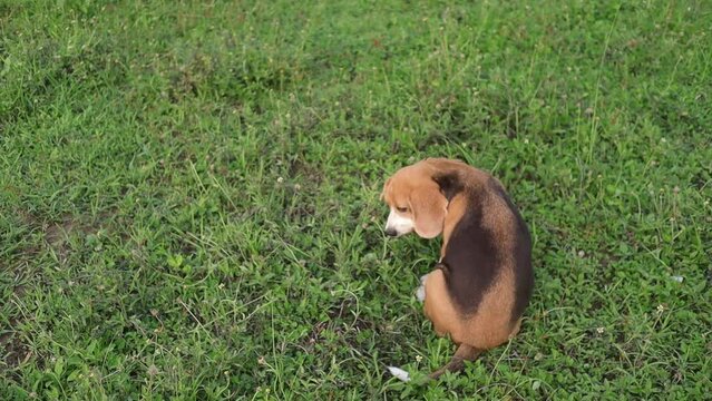 A cute beagle dog scratches its body outside on the grass field.