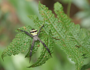 spider leaf animal insect wildlife