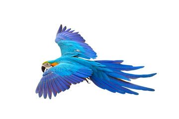 Colorful flying parrot isolated on transparent background png file