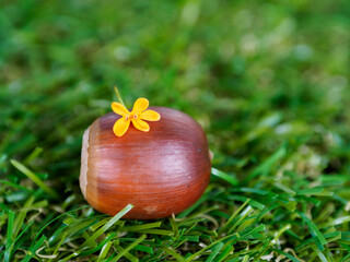 ドングリとラッキーキンモクセイ