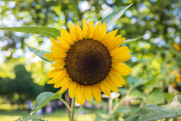 Setting sun over field of blooming sunflowers. Bright photo of sunflowers in bloom and rays of sun right behind them