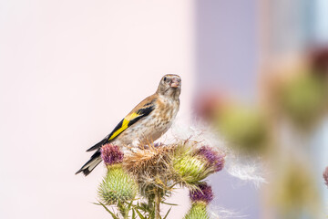 European goldfinch with juvenile plumage, feeding on the seeds of thistles. Carduelis carduelis.