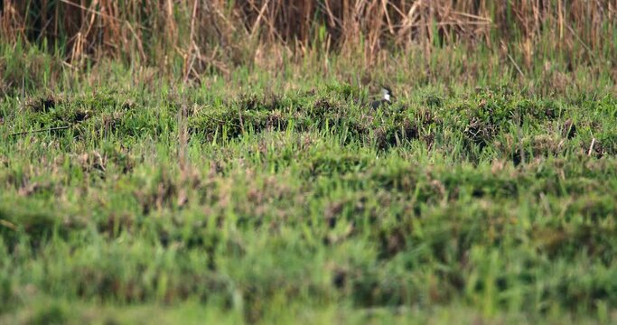 Northern lapwing sneaks across the green humped peat