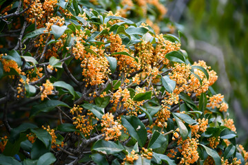 キンモクセイ　Sweet Osmanthus