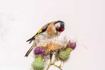 European goldfinch, feeding on the seeds of thistles. Carduelis carduelis.