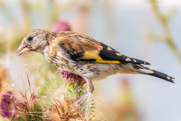 European goldfinch with juvenile plumage, feeding on the seeds of thistles. Carduelis carduelis.