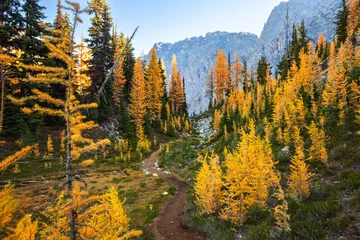 Crédence de cuisine en verre imprimé Paysage Amazing autumn alpine landscape with colorful redwood forest and spectacular yellow larch trees. Hiking trail near North Cascades National Park 