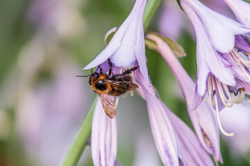 A honey bee in a flower