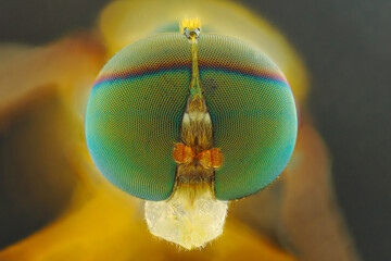 Fruit fly extreme macro closeup magnification