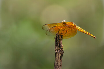 Beautiful dragonfly on nature environment