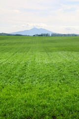 北の大地と斜里岳（北海道・網走郡大空町）