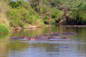 Group of hippos (Hippopotamus amphibius) in a river in Serengeti National Park, Tanzania. Wildlife...