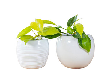 Philodendron brasil variegated and neon lime green heart leaf plants in a white ceramic pots