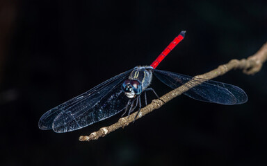 Close up of Dragonfly perched on a tree branch, dry wood and nature background, Selective focus, insect macro, Colorful insect in Thailand.