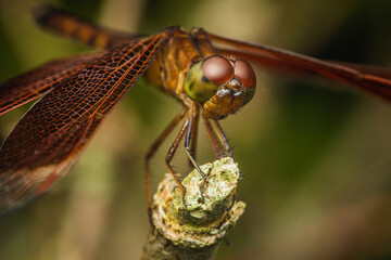 Close up of Dragonfly perched on a tree branch, dry wood and nature background, Selective focus, insect macro, Colorful insect in Thailand.