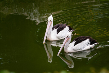 Pelican floating on lake