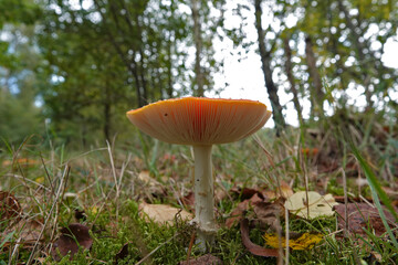Low angle closeup on a highly toxic Fly agaric mushroom, Amanita muscaria, on the forest floor
