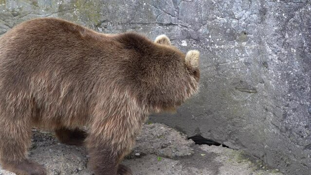 Unhappy brown bear in zoo captivity - Closeup portrait walking on concrete next to massive rock wall