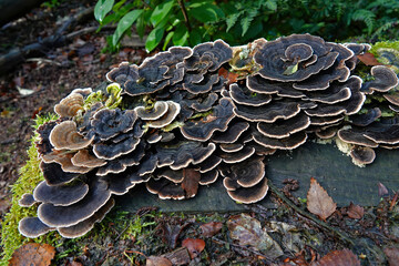 Closeup on an aggregation of brown colored polypore mushroom, Trametes versicolor