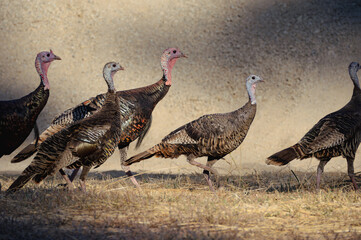 Group of wild turkeys in front of a levee 
