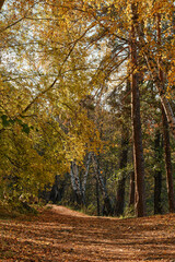 Fototapeta premium autumn in the forest, Autumn landscape, road in autumn forest