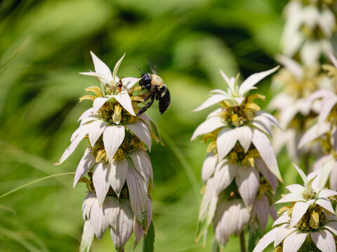 Black bumble bee on odd looking flower 