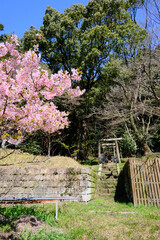 春を告げる精矛神社の御神木