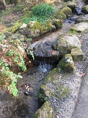 stream in the forest