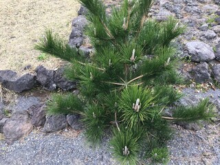 a pine