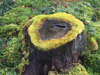 moss on tree