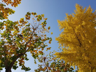 autumn leaves in the sky