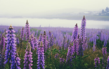 field of lupines